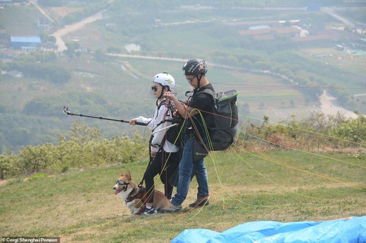 20只柯基飞上天跟主人一起坐滑翔伞为什么这些狗不畏高