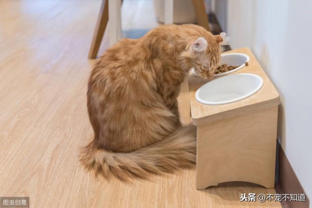 猫粮VS猫饭哪个更受猫主子的喜欢猫咪说它想选这个...