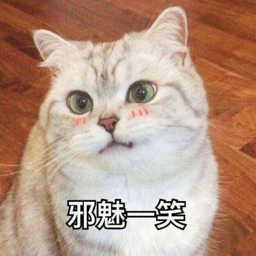 几种最“烧钱”的猫，养的人经济实力都不差