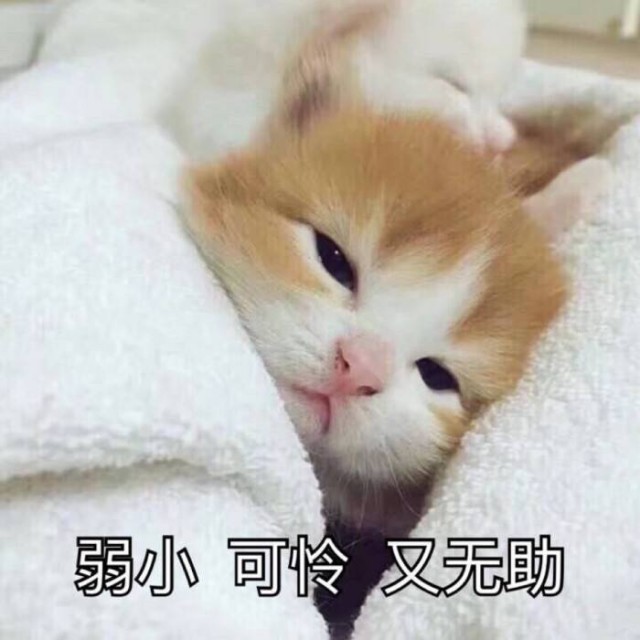 寿命短的猫，原来有这些明显的特征