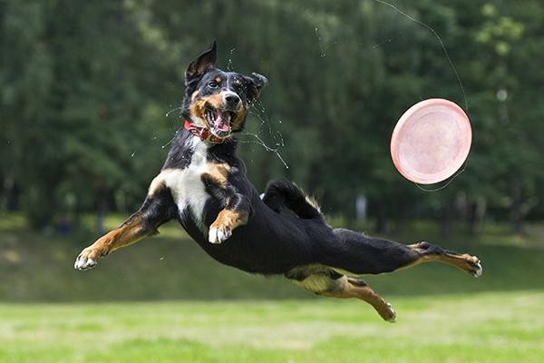 五种常见的犬类运动你家狗狗会哪些你有听说这些犬类运动吗