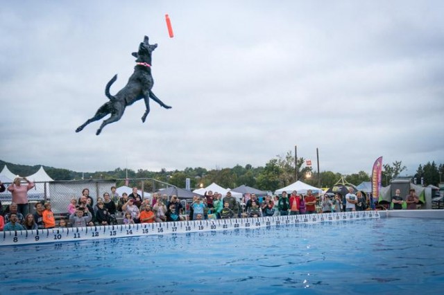 五种常见的犬类运动你家狗狗会哪些你有听说这些犬类运动吗