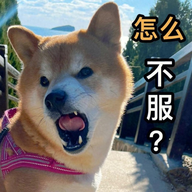 为何“柴犬”那么多人弃养？原来就是这几点，非常讨厌